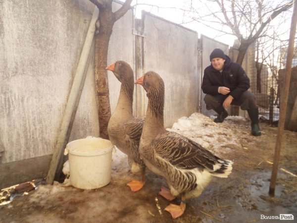 Заступник мера на Волині вирощує лимони, мандарини і  гусей. ФОТО